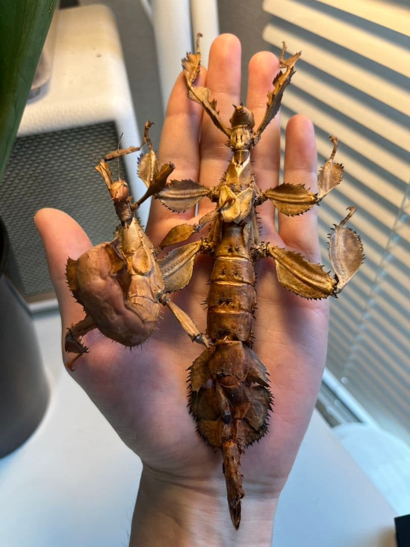 【150mm】ユウレイヒレアシナナフシの昆虫標本 コノハムシ