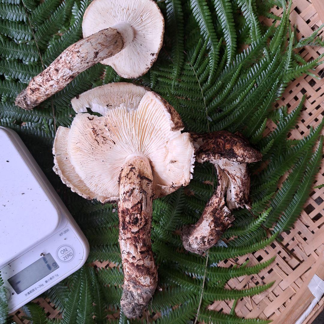 広島県産松茸　256g　2本折れてます。