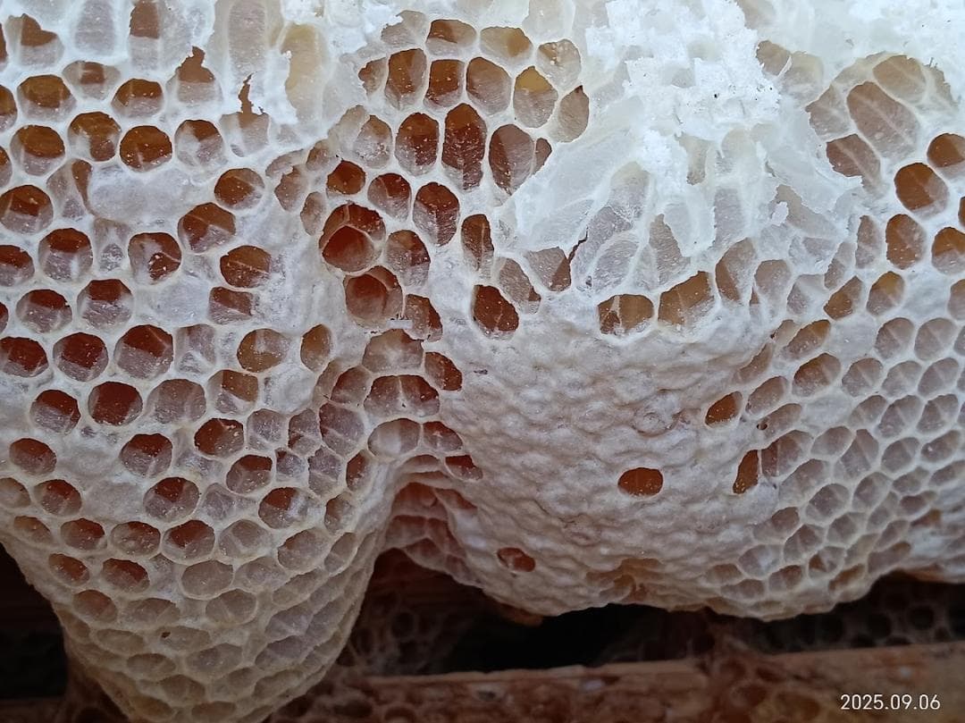 ねお　希少　「二ホンミツバチの盛り上げ巣ハチミツ」　６００ｇ