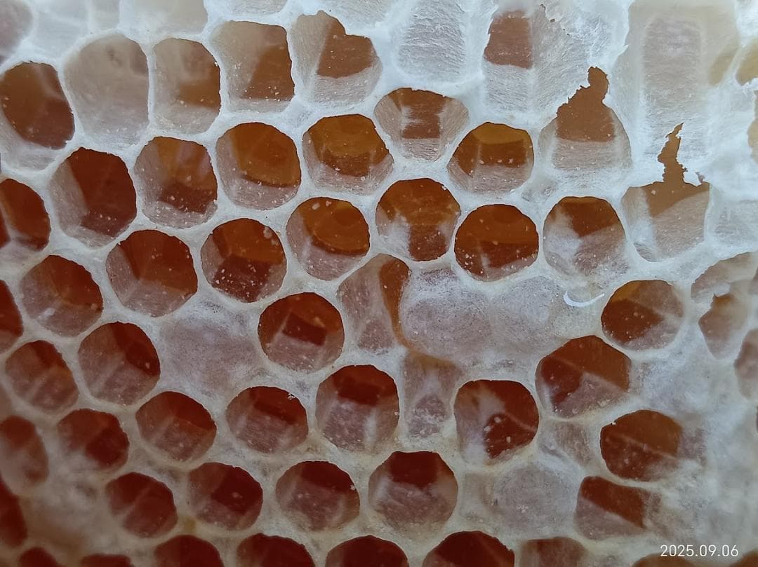 ねお　希少　「二ホンミツバチの盛り上げ巣ハチミツ」　６００ｇ