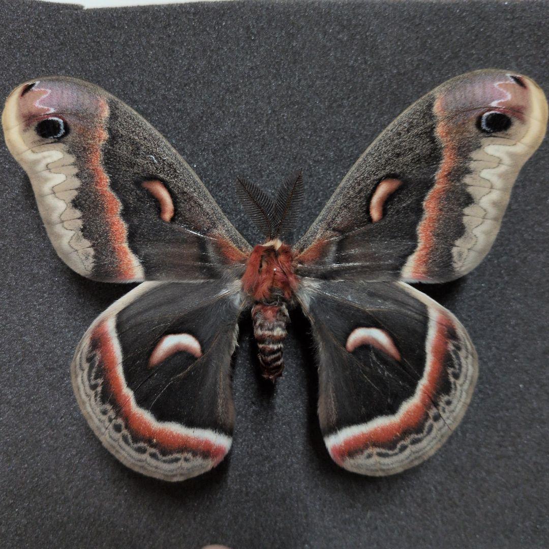 セクロピアサン　蝶標本　蛾標本　美麗！　外国産蝶標本
