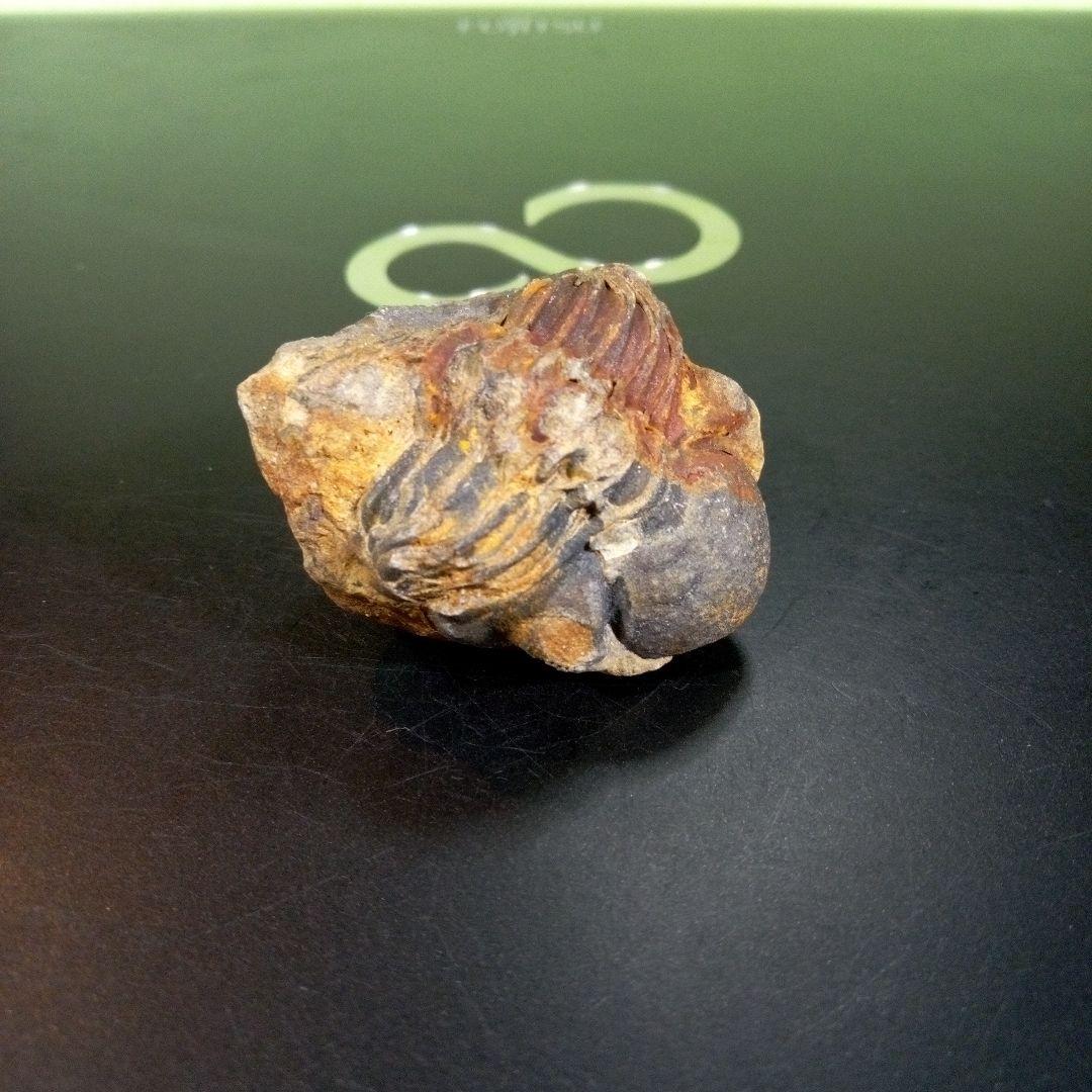 三葉虫　化石　fossil　ボリビア産　トライロバイト　三葉虫個体②