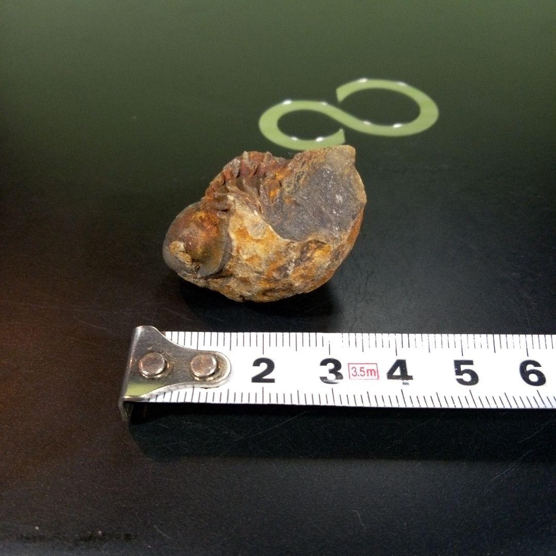 三葉虫　化石　fossil　ボリビア産　トライロバイト　三葉虫個体②