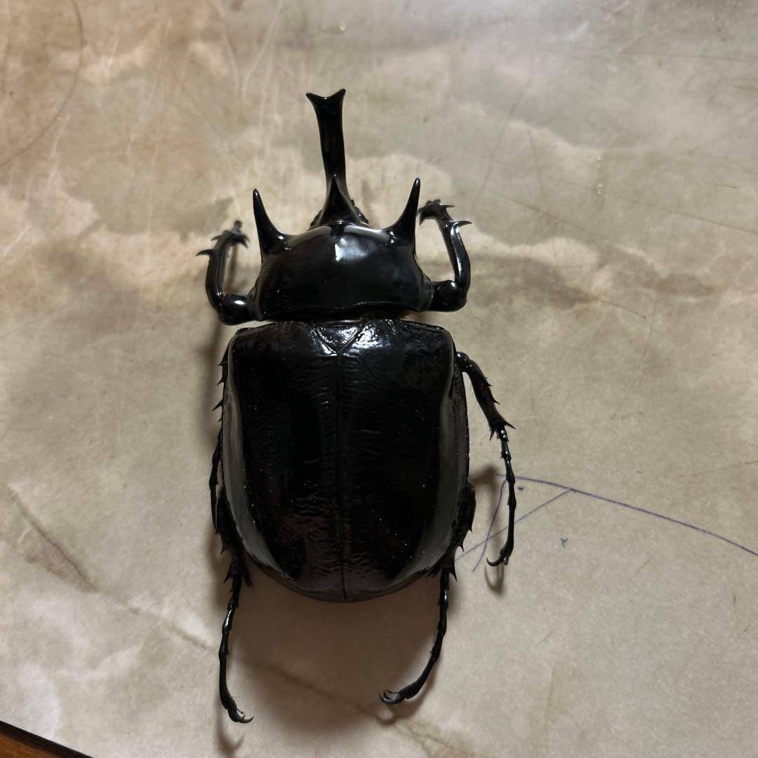 マルスゾウカブト死虫