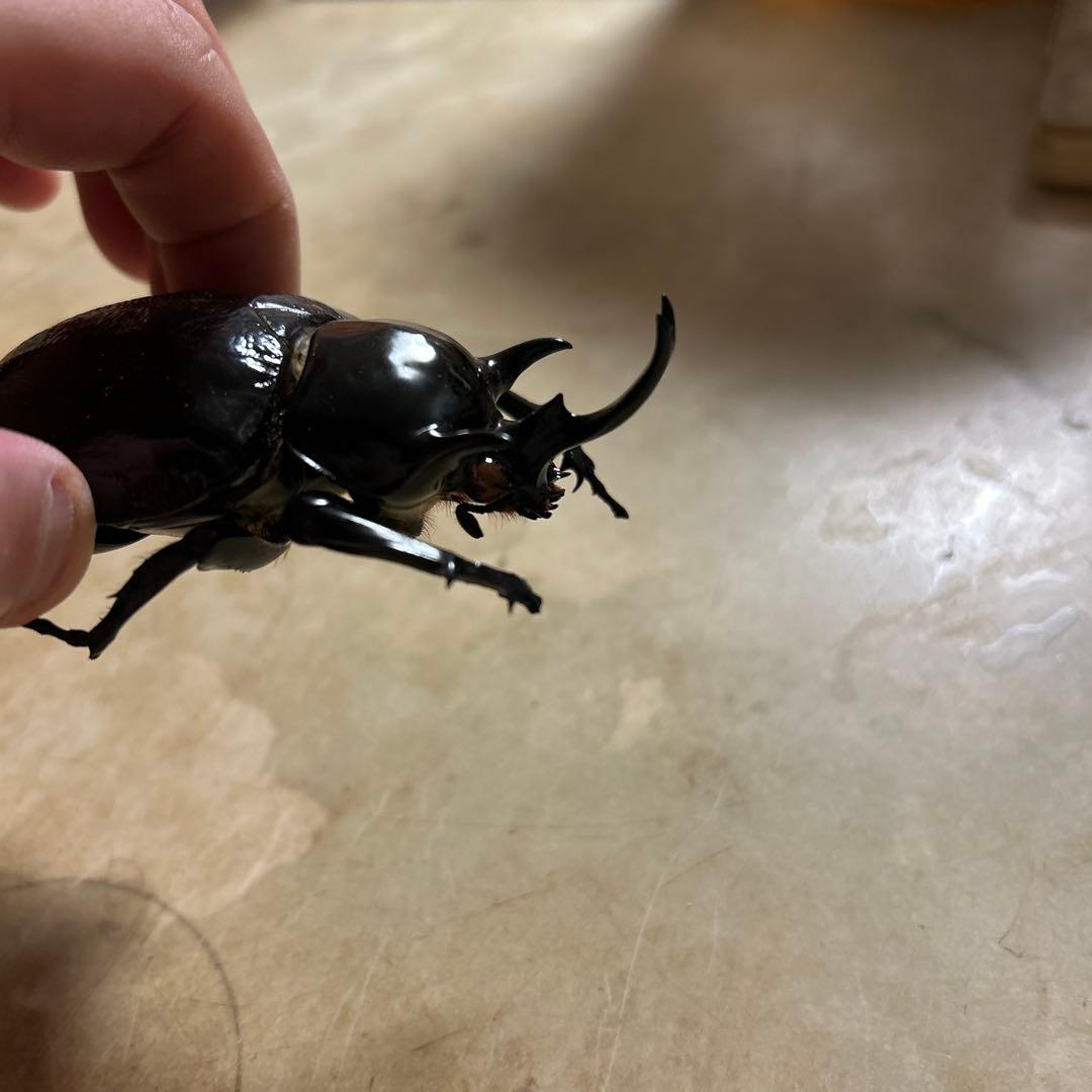 マルスゾウカブト死虫