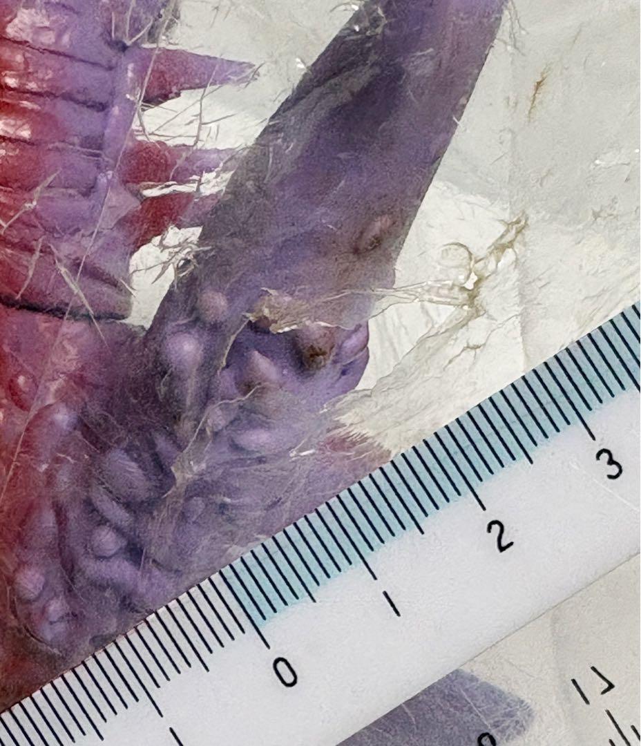 ★一期版 新品未開封 1999年 ブルマァク アリブンタ ウルトラマンA ソフビ