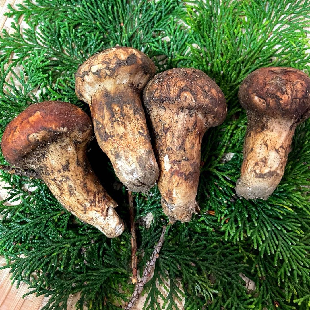 国産　松茸　山梨県産　500gセット