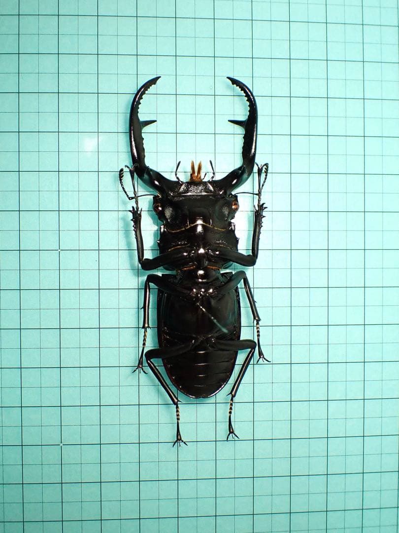 ナカジ　ウエストウッディ　カズミアエ　ミャンマー産　野外品　79.2ミリ