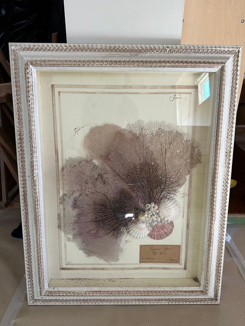 アンティーク標本　貝　珊瑚 海藻　アートフレーム　イタリアフィレンツェ