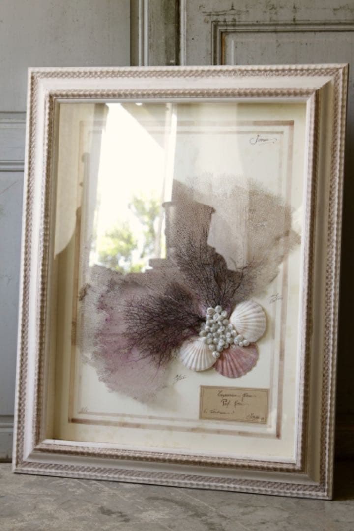 アンティーク標本　貝　珊瑚 海藻　アートフレーム　イタリアフィレンツェ