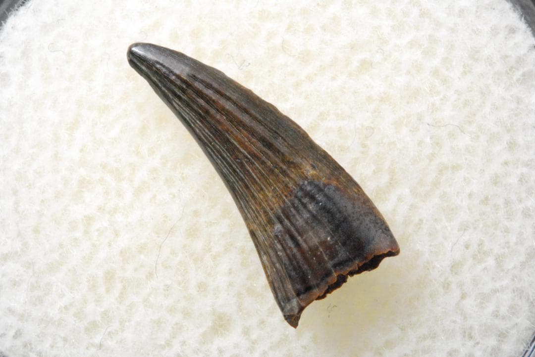 パロニコドンの歯 [DS400] 恐竜の化石 希少 レア