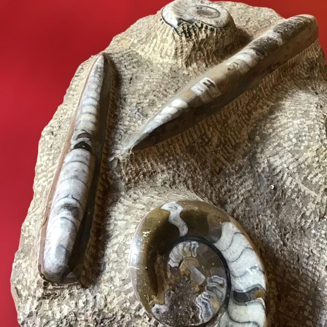 貝化石　大型　6、75kg 玄1