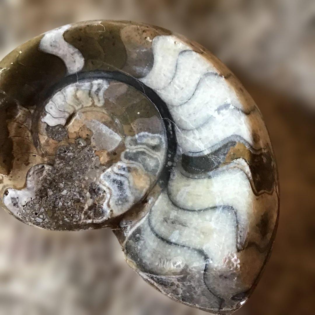 貝化石　大型　6、75kg 玄1