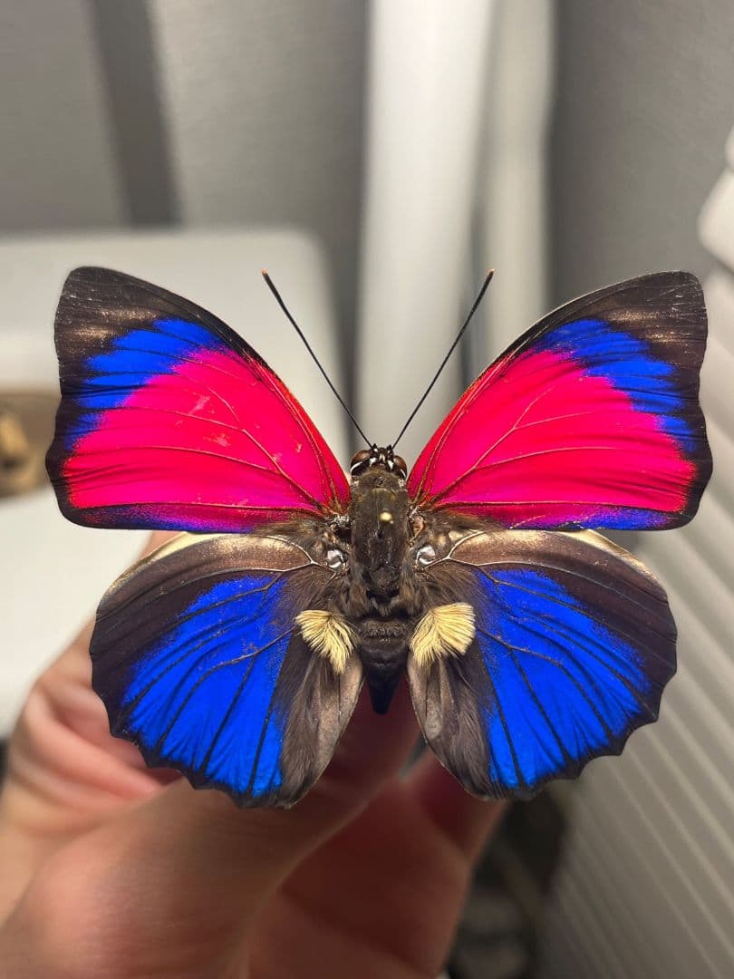 【発光感有】アグリアスクラウディナサルダナパルス♂ ミイロタテハ 蝶標本 甲虫