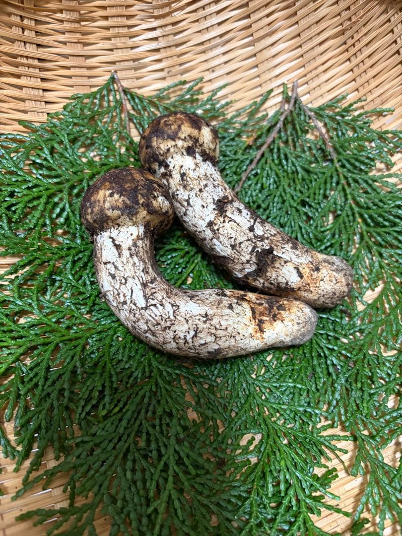 国産松茸　　150g 徳島県産