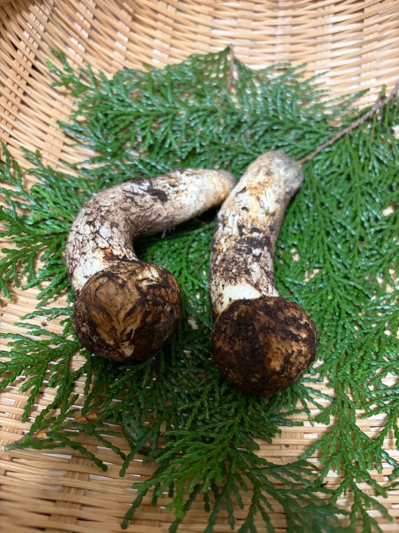 国産松茸　　150g 徳島県産