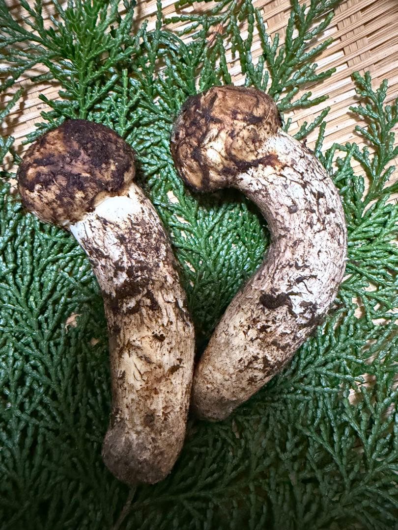 国産松茸　　150g 徳島県産