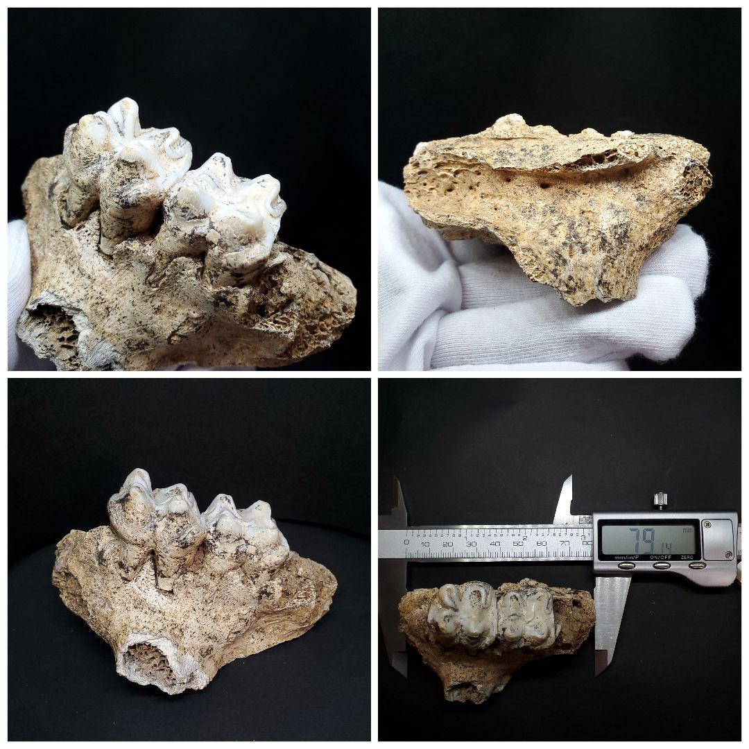 博物館級 キプロスドワーフカバ 化石 歯 本物 キプロス共和国 fr54