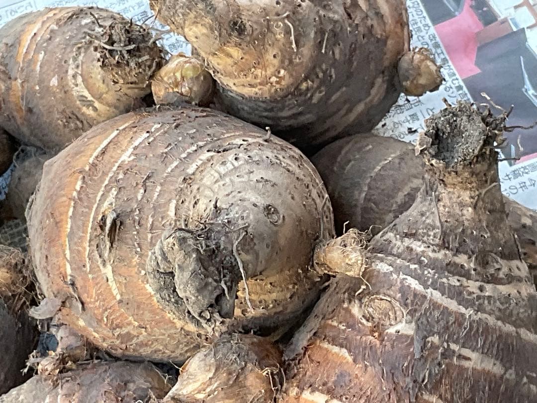 Msakadu Nakamura分　海老芋　12,5kg ②