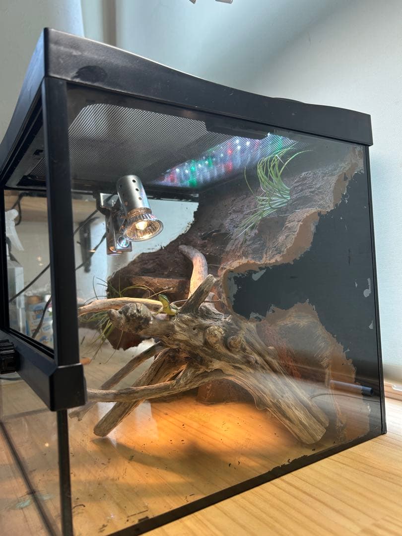 乾燥地帯ビバリウム　爬虫類ケース　ケージ　カナヘビ　トカゲ