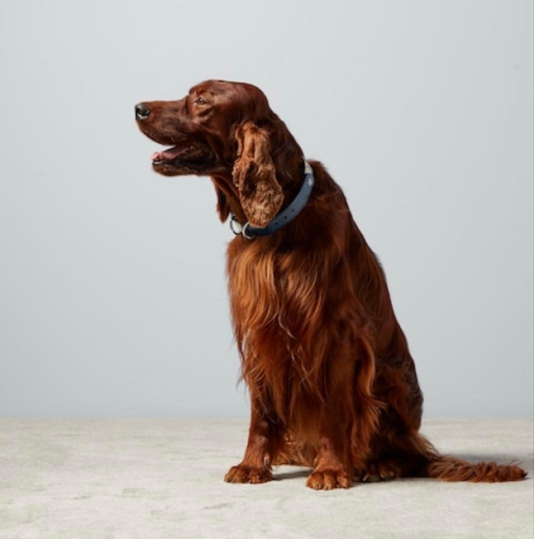 新品 未使用 GUCCI グッチ GGキャンパス ペット 首輪 L