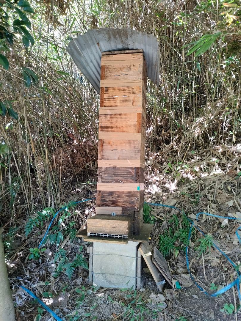 年末特価20%OFF 実容量600g×2瓶　日本ミツバチの蜂蜜