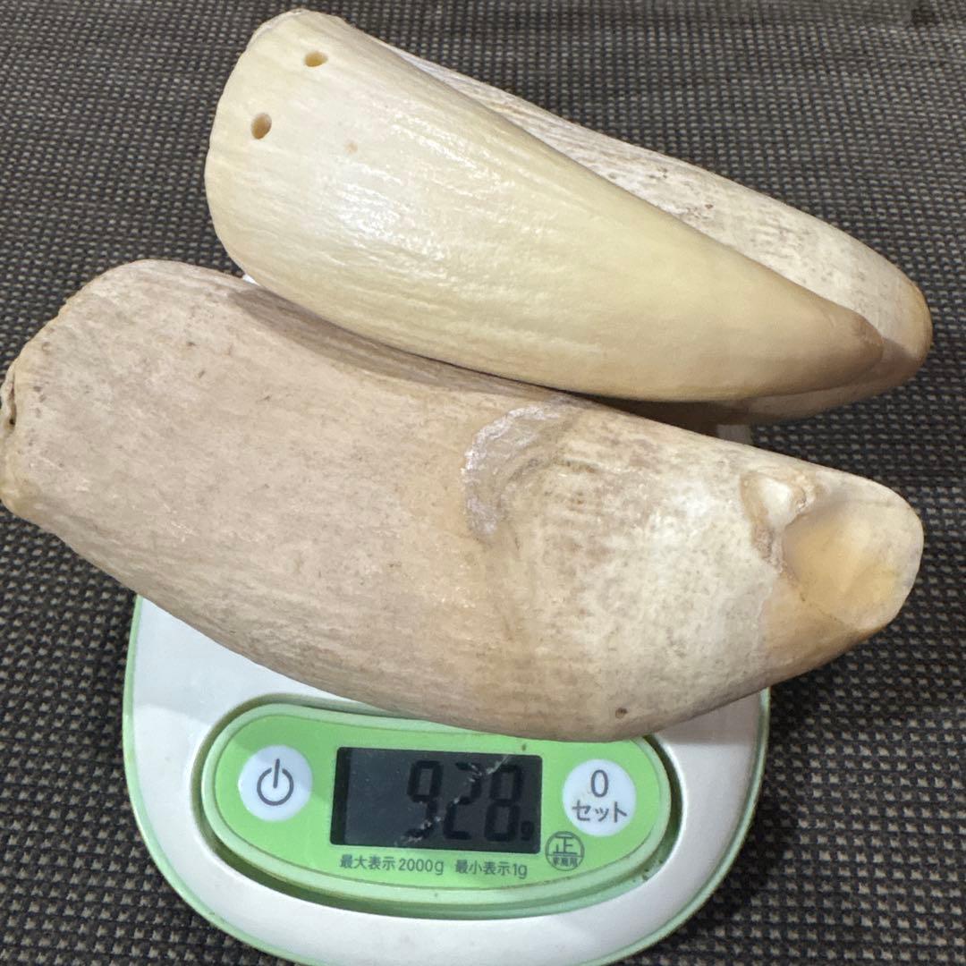 鯨の歯　3本