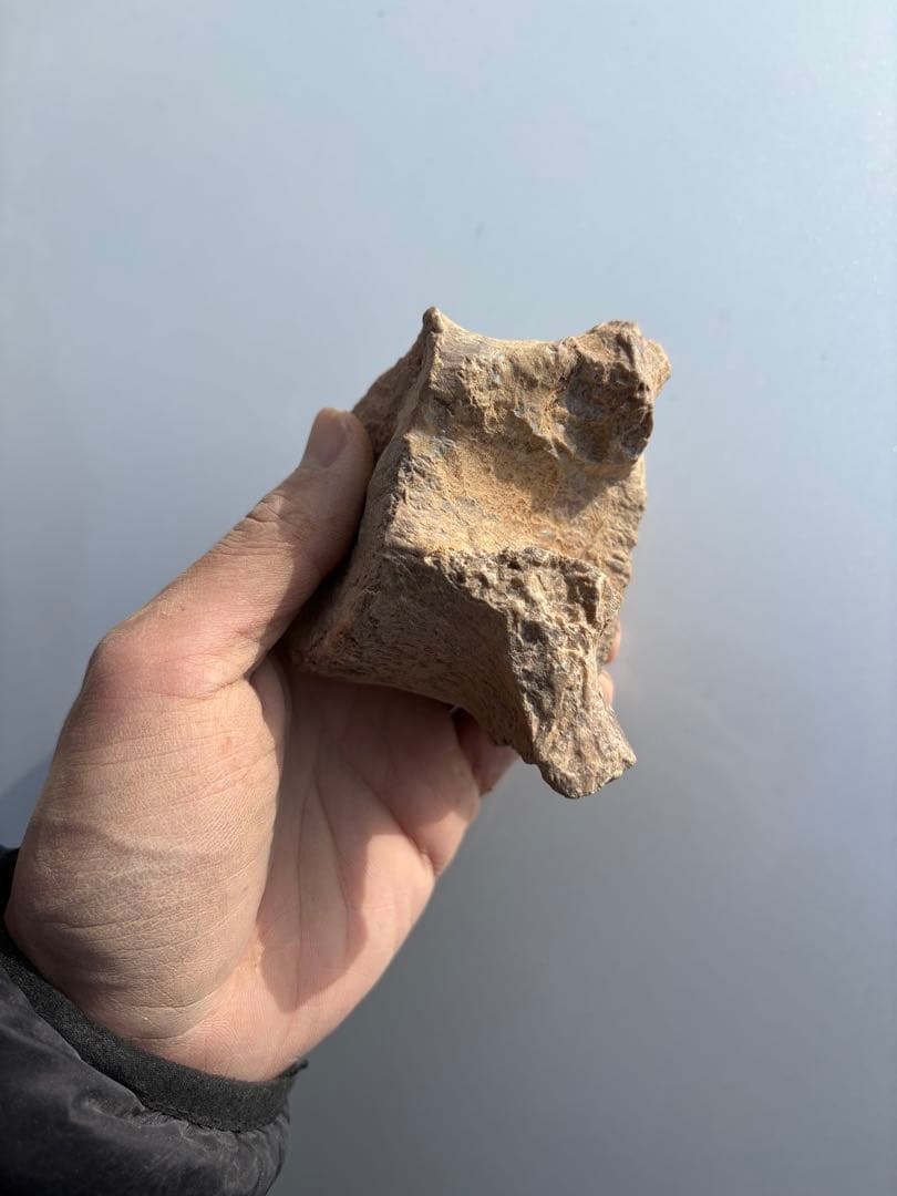 モロッコのプレシオサウルスの脊椎　化石　恐竜