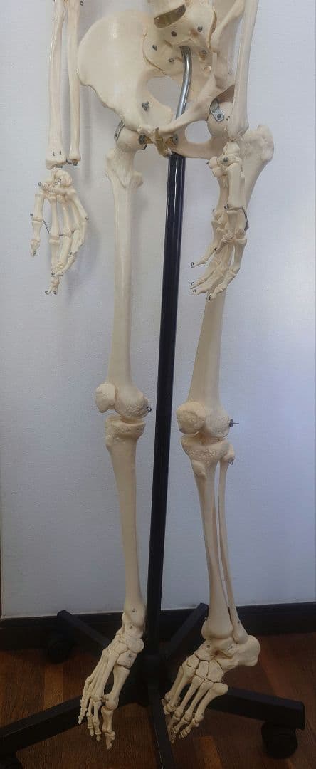 【京都滋賀直接】ソムソ社全身模型可動式170cm人体模型ドイツキャスター付き