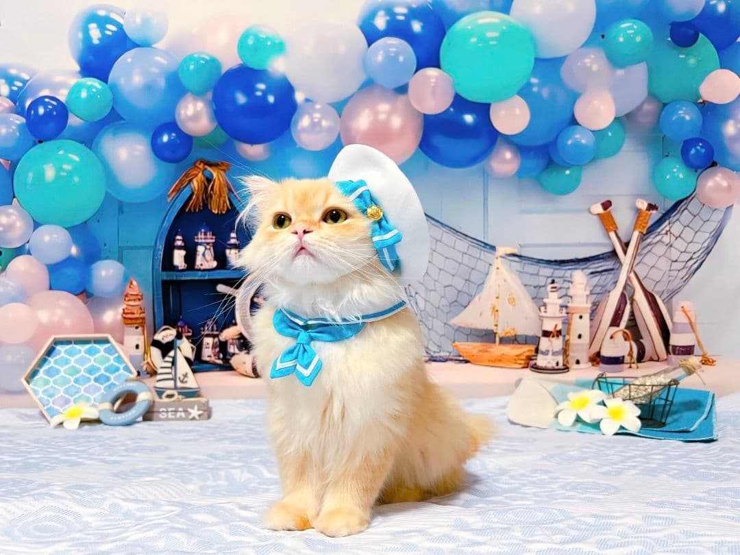 背景布　夏BB➃　ペット撮影用フォトブース　トリミングチョーカー販売中　縦長