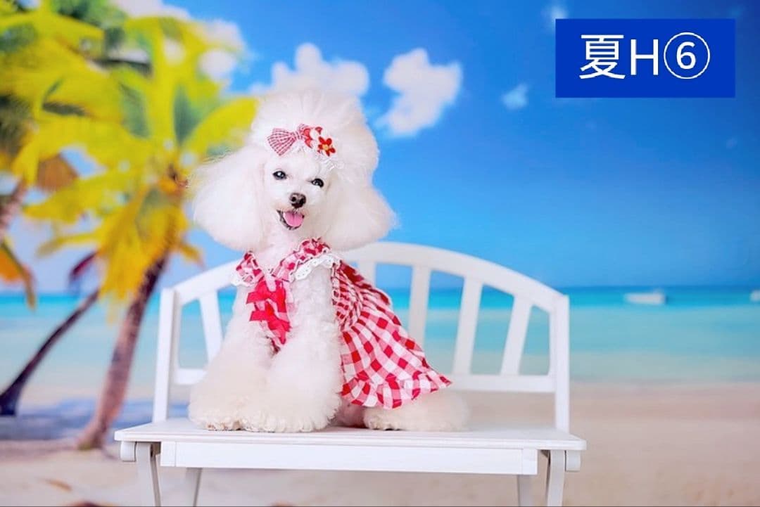 背景布　夏BB➃　ペット撮影用フォトブース　トリミングチョーカー販売中　縦長