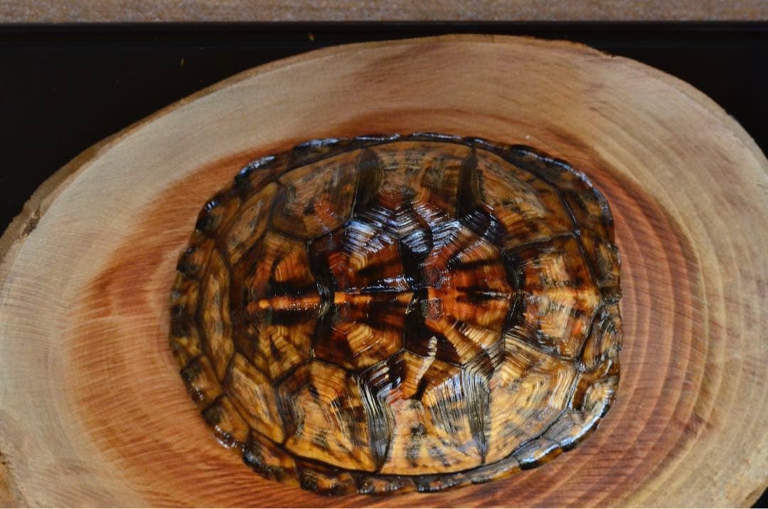 トウブハコガメ骨格標本(甲羅)赤系放射模様　剥製　爬虫類