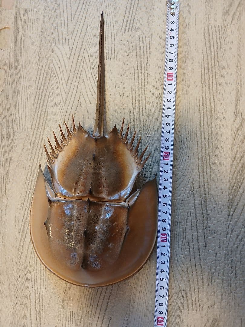 野生　カブトガニ脱皮殻　約35センチ