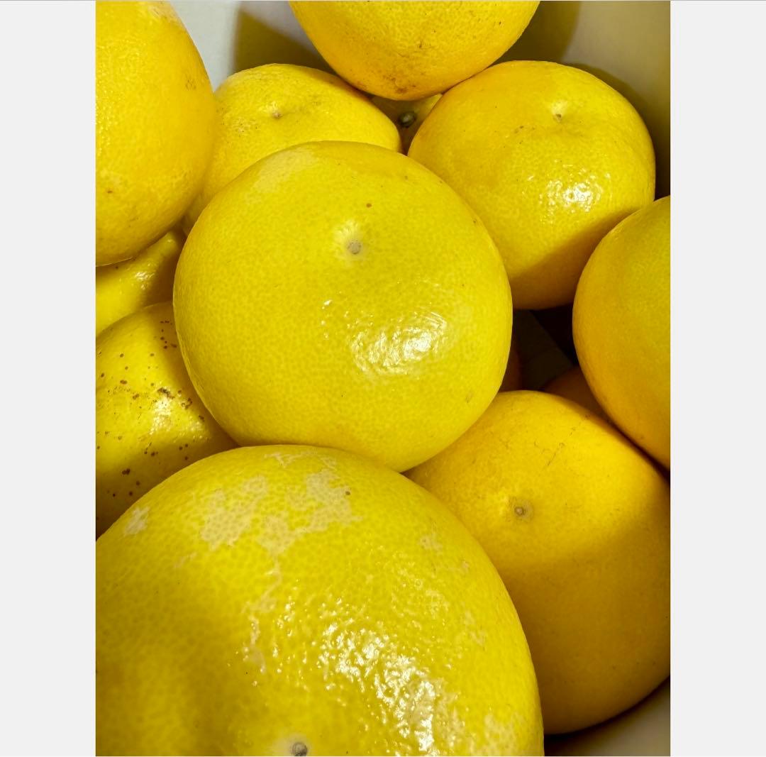 ⑰高知特産 露地栽培 土佐文旦 4L限定 文旦 約20kg 大玉 サイズ