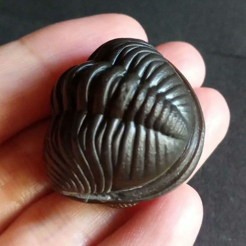 USA　三葉虫　エルドレドゲオスプ　33mm