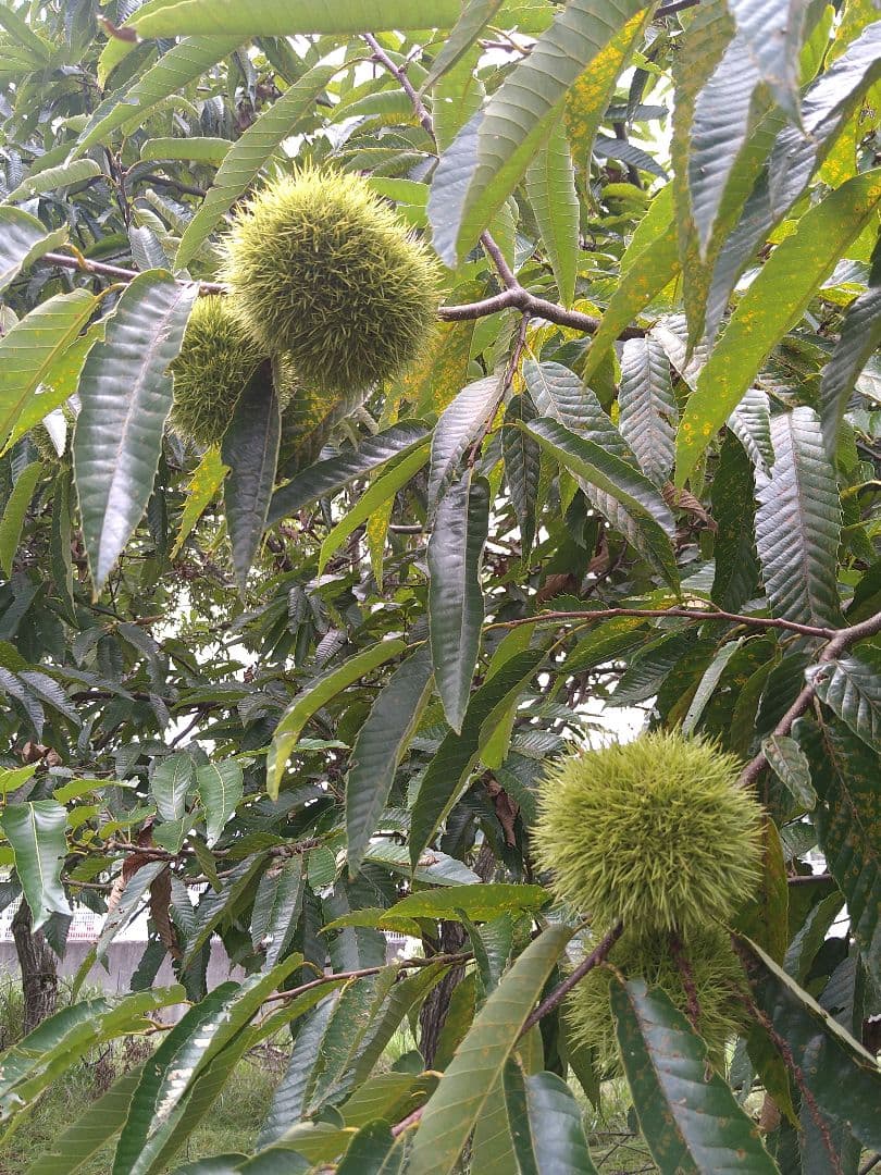 ⭕あっちゃん ❗　格安❗京都府丹波産 無農薬 丹波栗❗ミックス5kg詰め❗