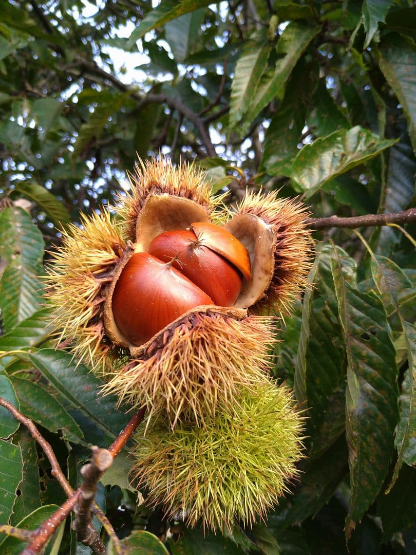 ⭕あっちゃん ❗　格安❗京都府丹波産 無農薬 丹波栗❗ミックス5kg詰め❗