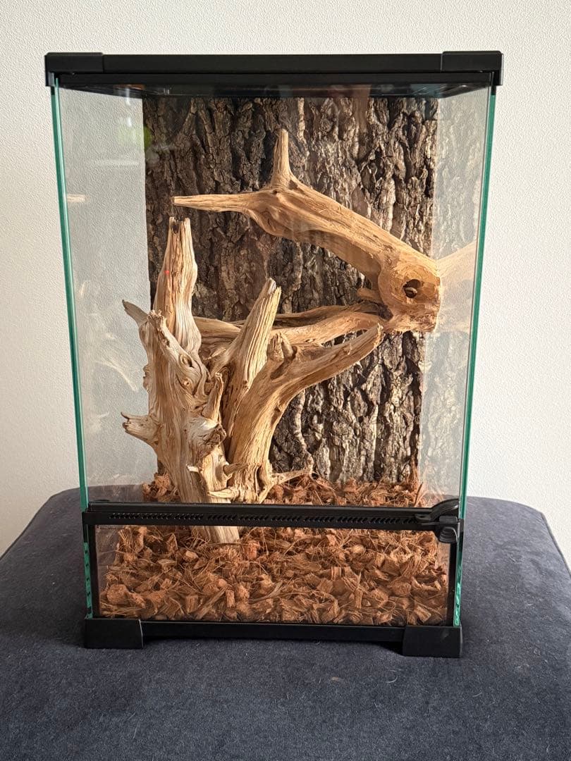 30×30×45 ガラステラリウム 中型 流木レイアウト付
