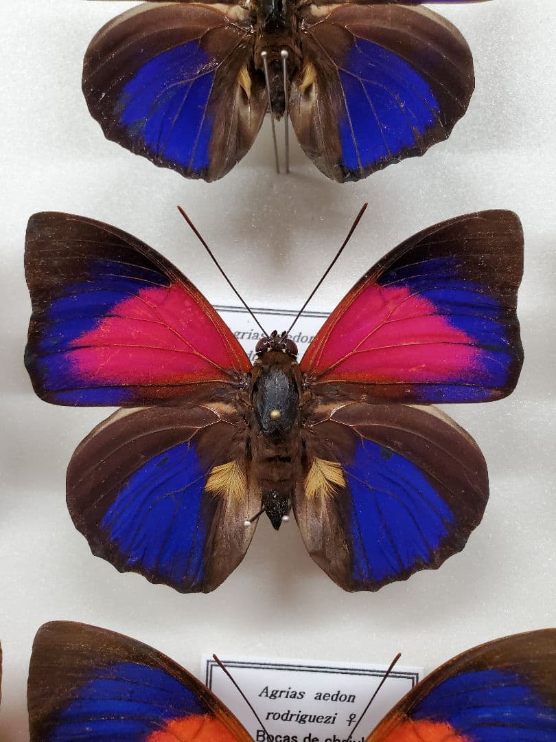 コレクションシリーズ、アグリアス、アエドン、ロドリゲッティー