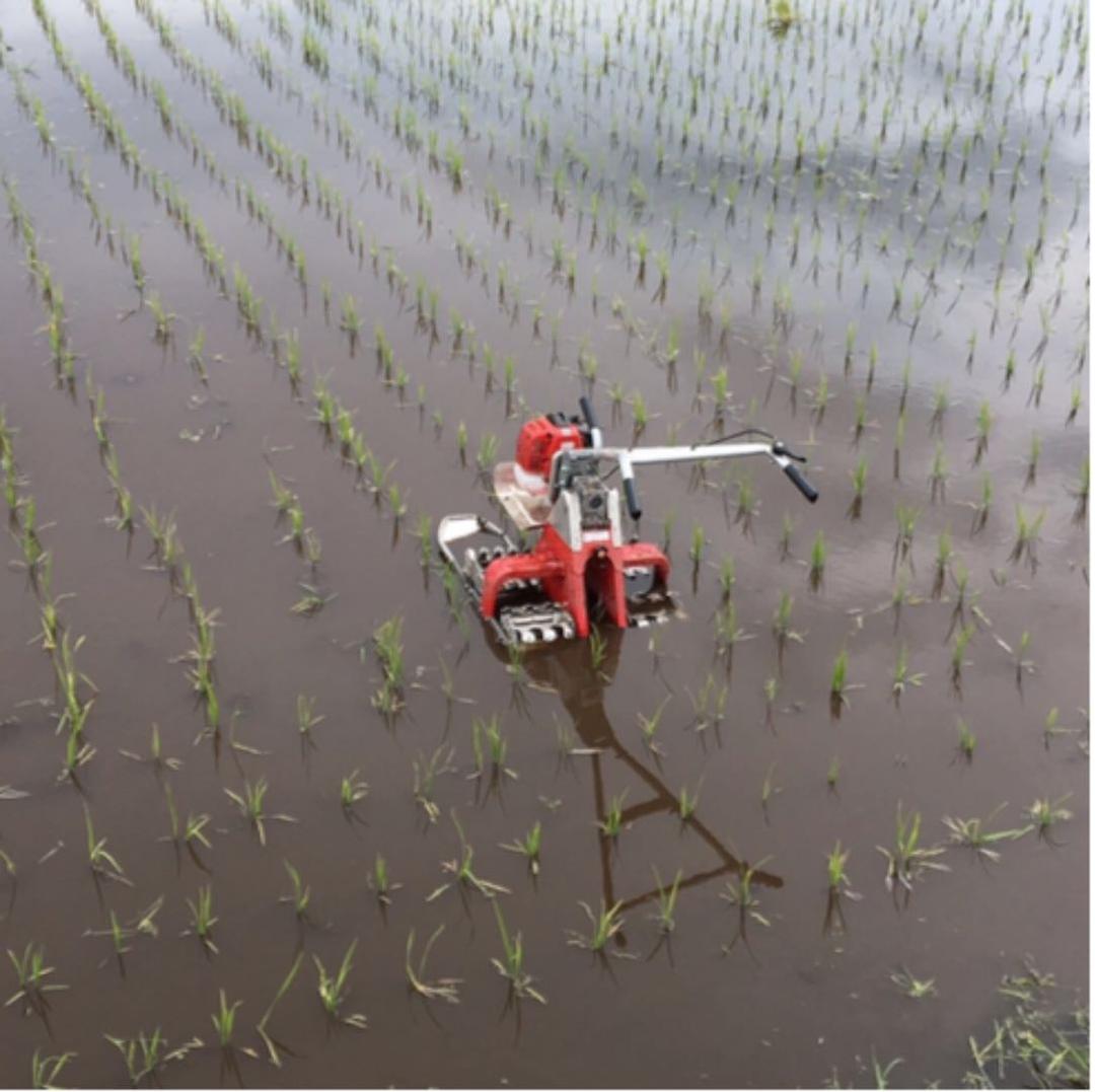 完全通年農薬不使用　令和7年度産うるち米こしひかり玄米　10kg