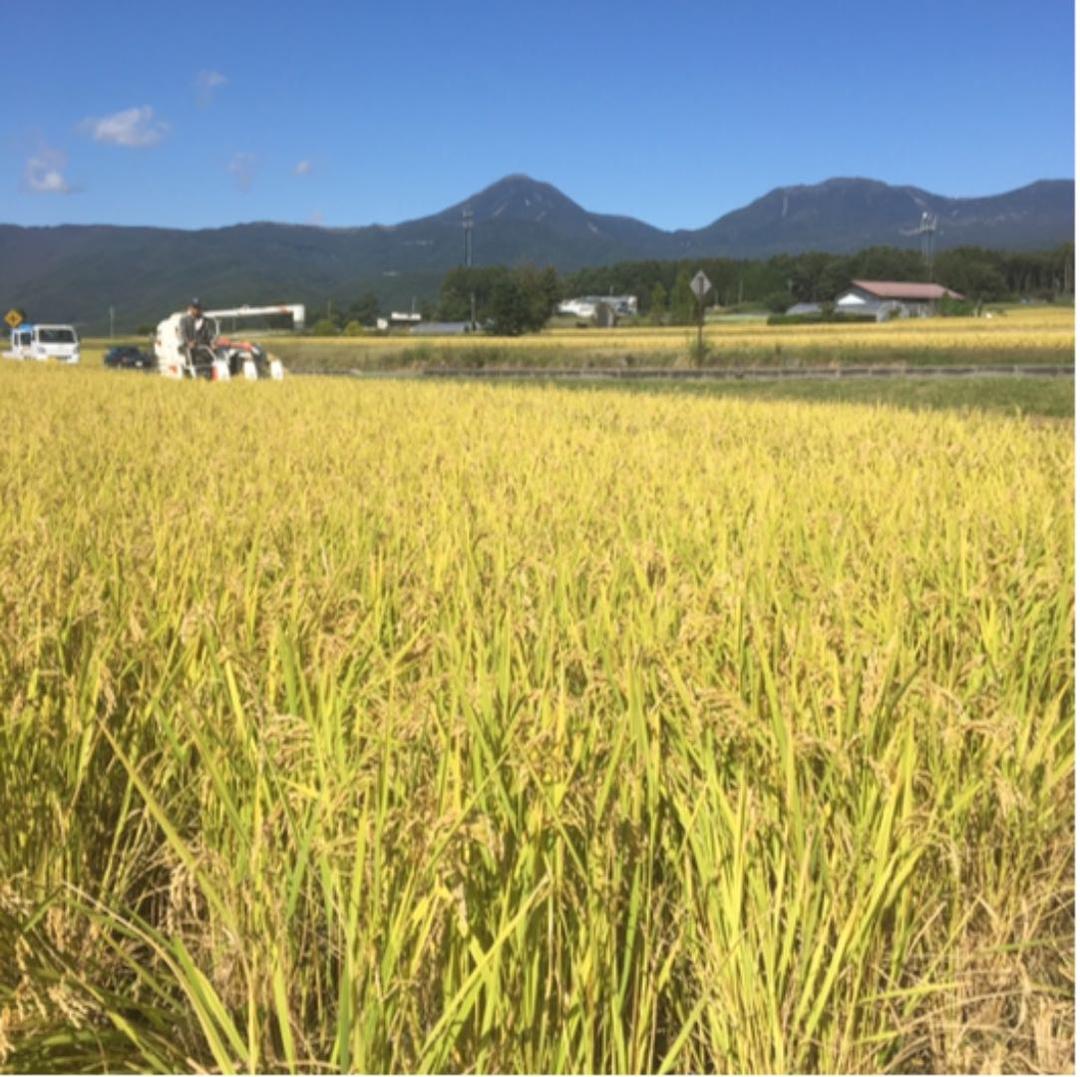 完全通年農薬不使用　令和7年度産うるち米こしひかり玄米　10kg