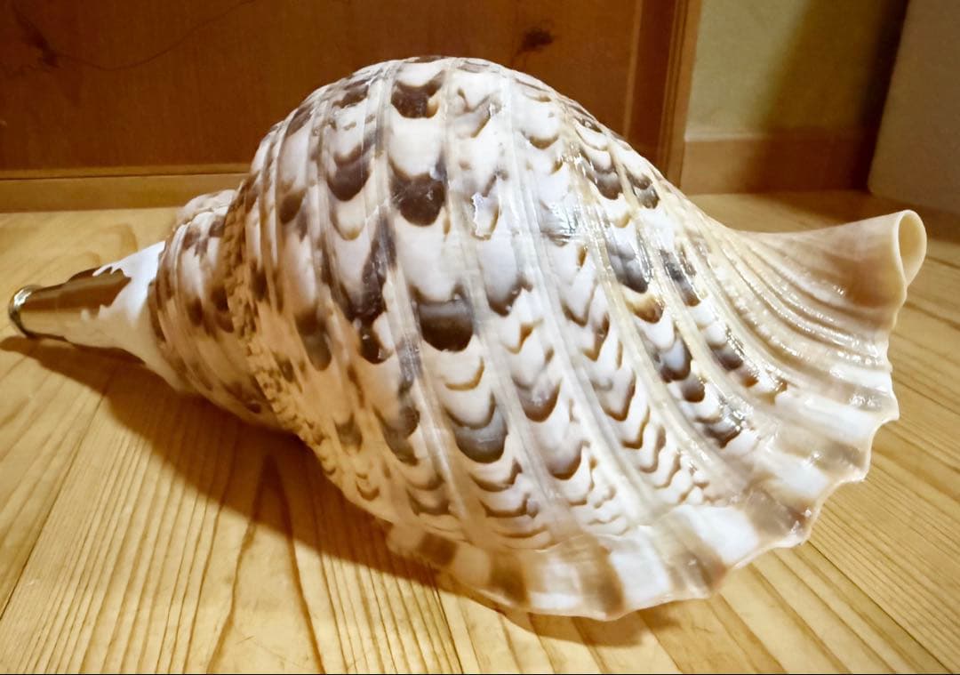 修験道法螺貝35㎝　山伏　密教　魔除け　熊よけ❣️ホラガイ　ほら貝