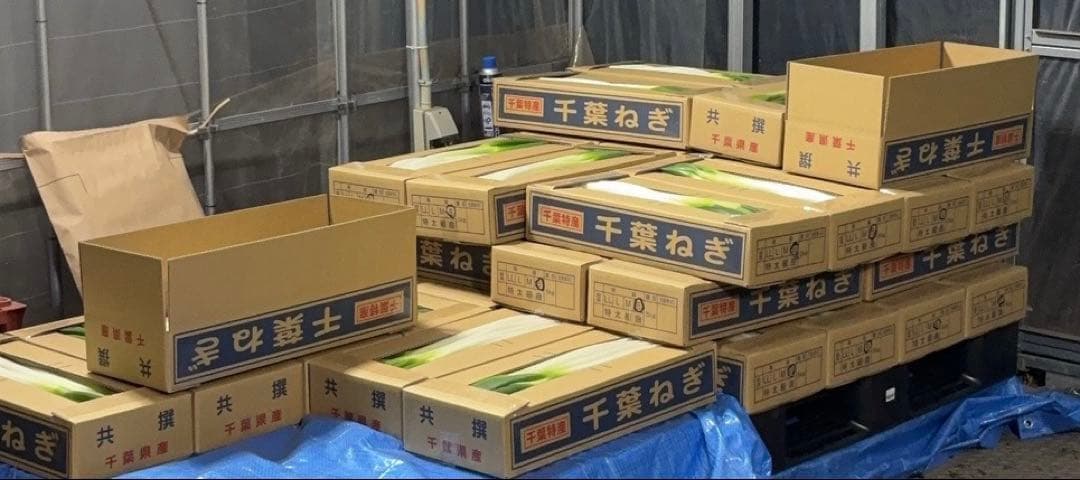 【大容量特価!!】白ネギ 約20kg(約200本) 千葉県東金市産 201