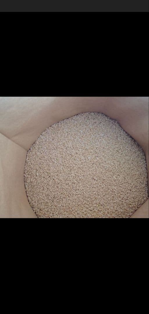 新米 令和７年 華越前 玄米 箱袋体込み30kg　送料込み