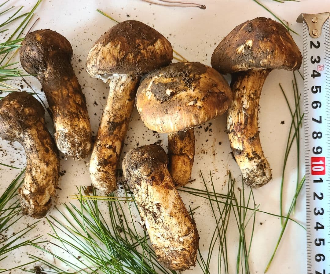 松茸　長野県　 約150g