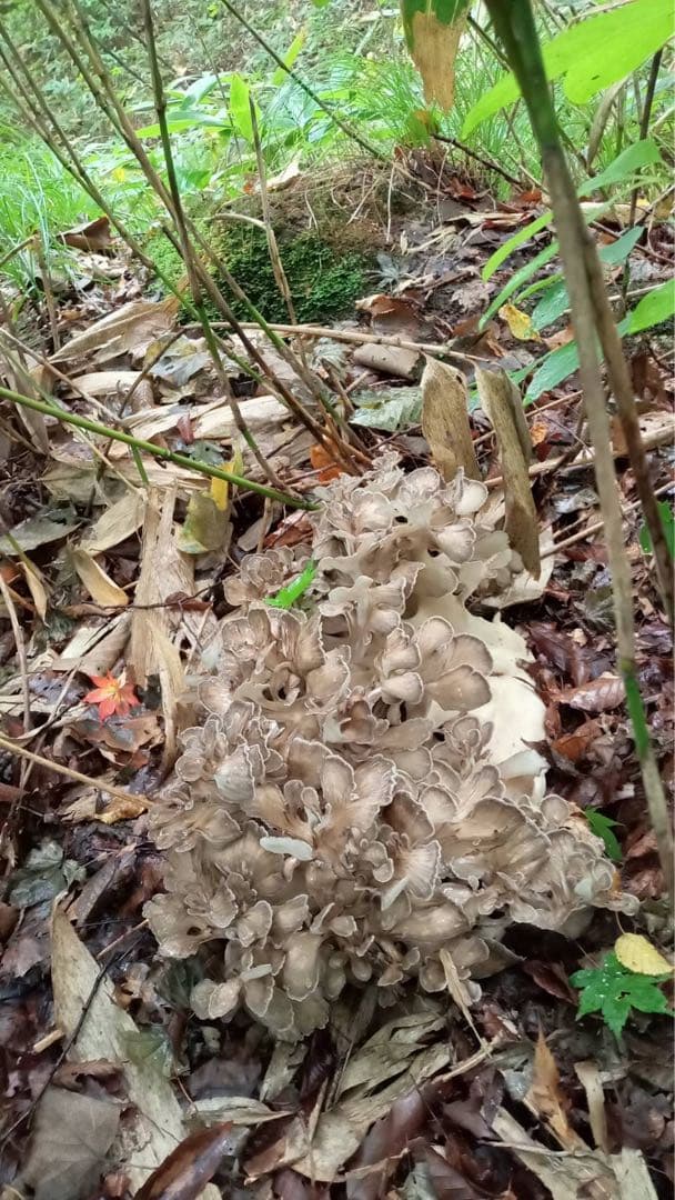 ①天然舞茸　1.9キロ