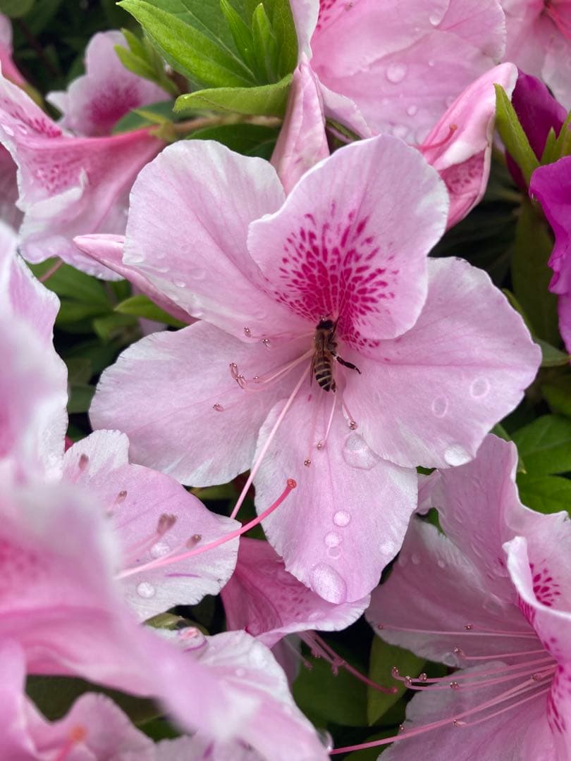 hanamei 　ニホンミツバチ生ハチミツ　蜂蜜　日本蜜蜂　1120g