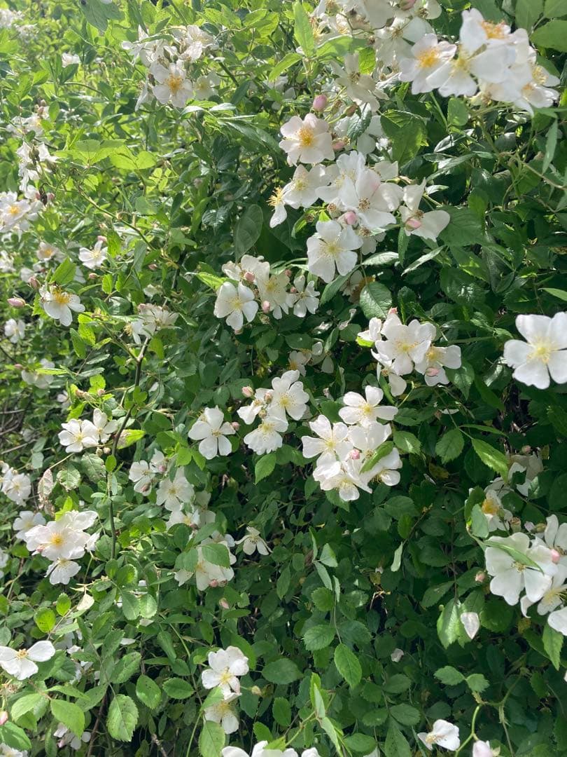 hanamei 　ニホンミツバチ生ハチミツ　蜂蜜　日本蜜蜂　1120g