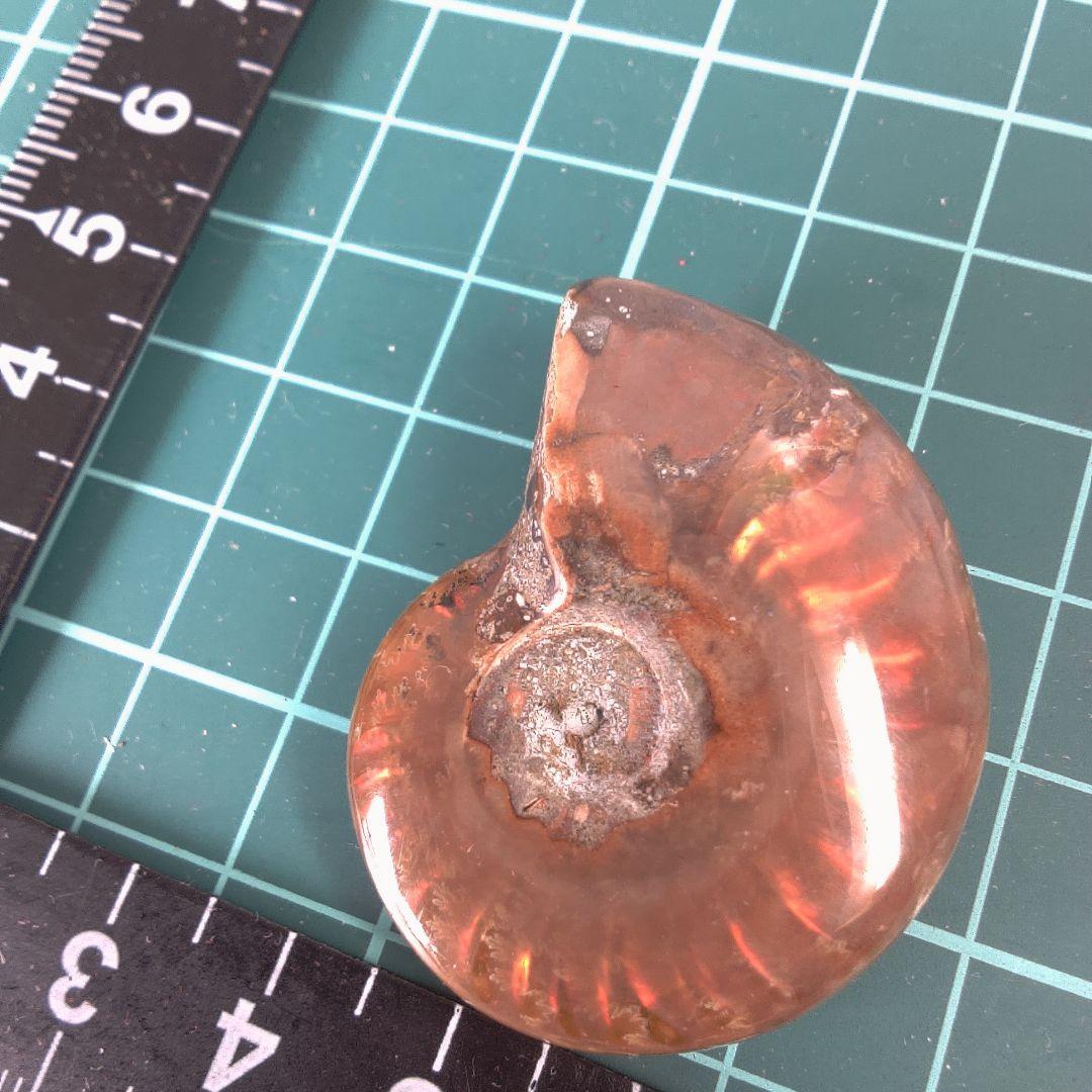 小物１ オレンジ色 アンモナイト化石