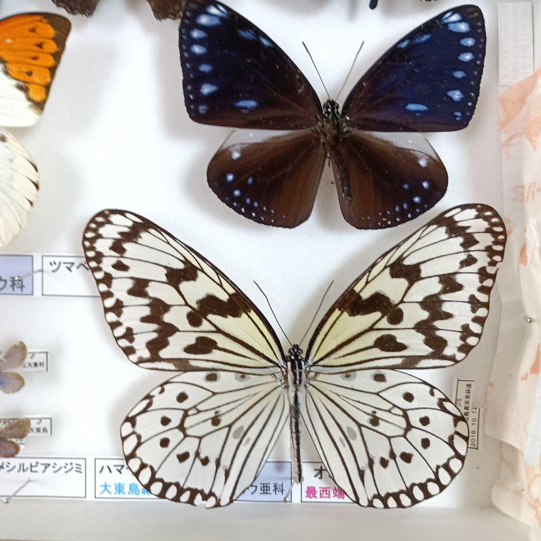 ３/17まで掲載：日本の稀少蝶 地域特産種・局地発生（亜）種